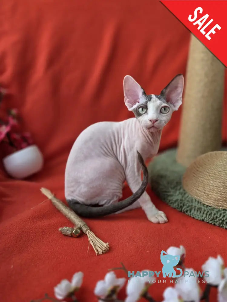 Xcaret Devon Rex male chocolate van live animals