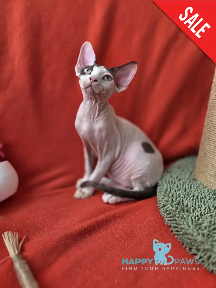 Xcaret Devon Rex male chocolate van live animals