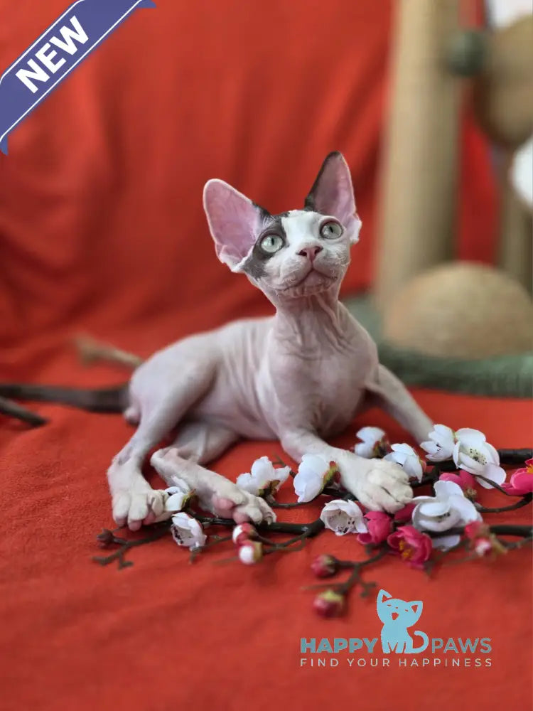 Xcaret Devon Rex male chocolate van live animals