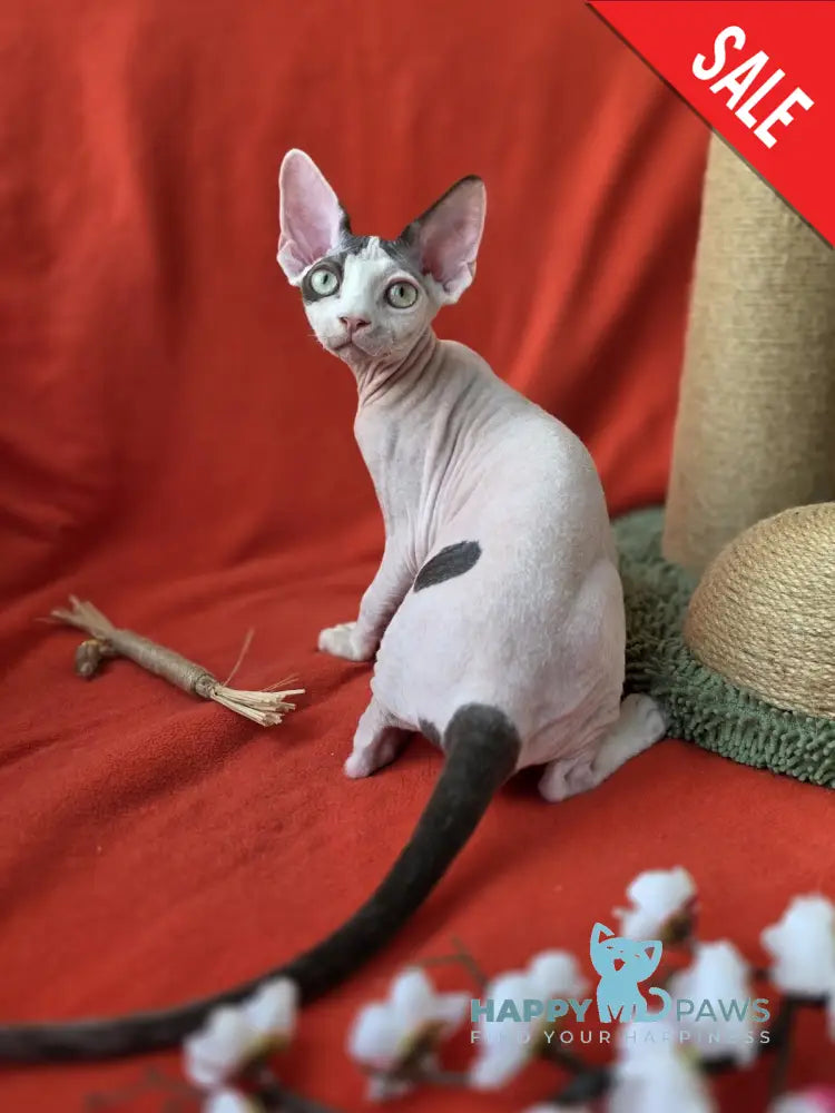 Xcaret Devon Rex male chocolate van live animals