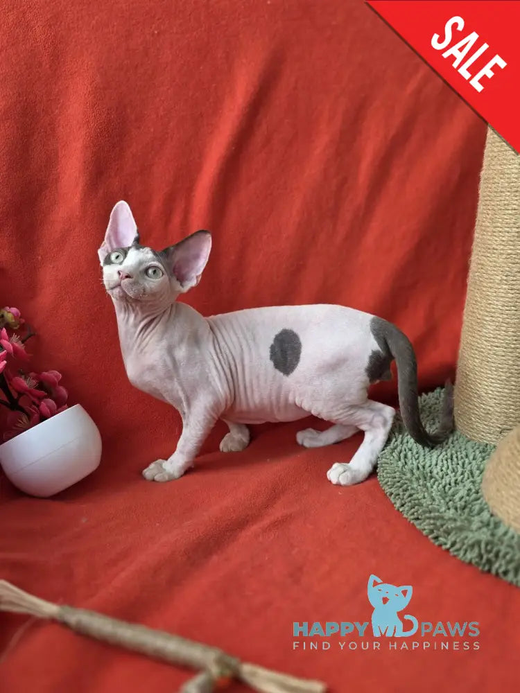 Xcaret Devon Rex male chocolate van live animals