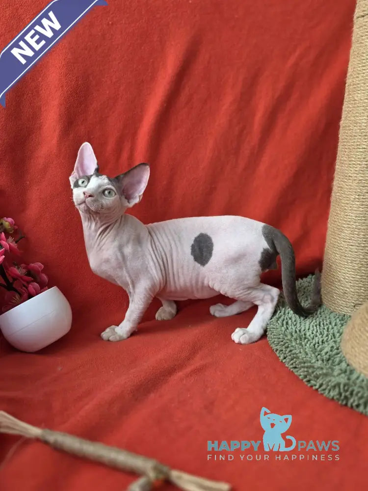 Xcaret Devon Rex male chocolate van live animals