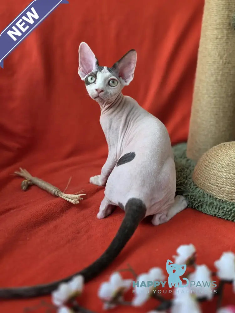 Xcaret Devon Rex male chocolate van live animals