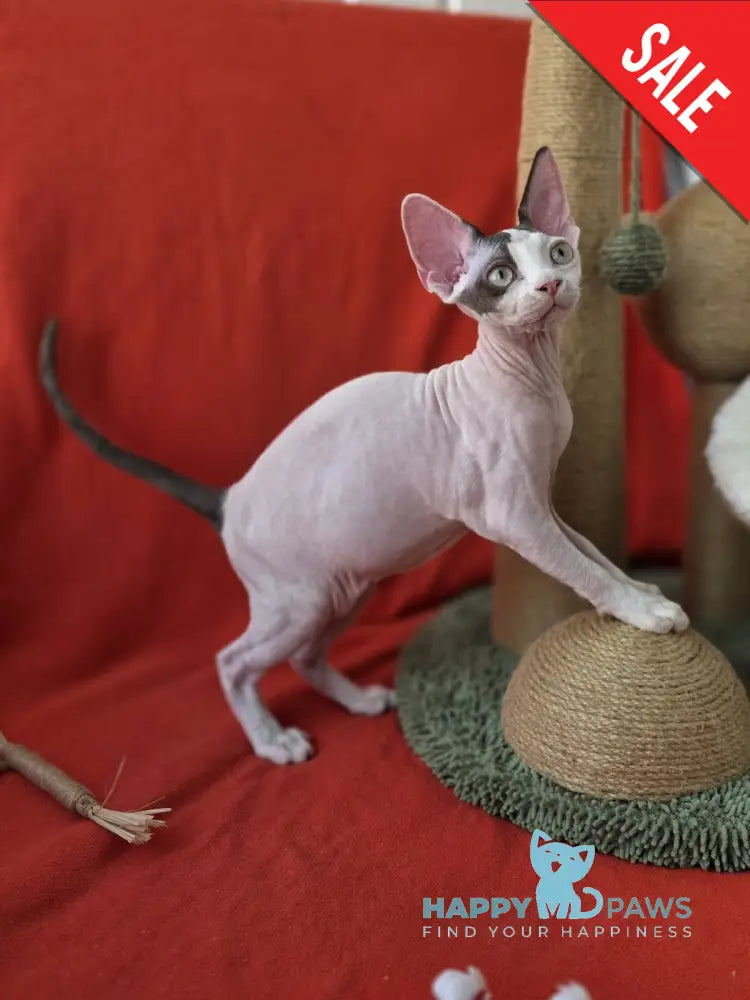 Xcaret Devon Rex male chocolate van live animals