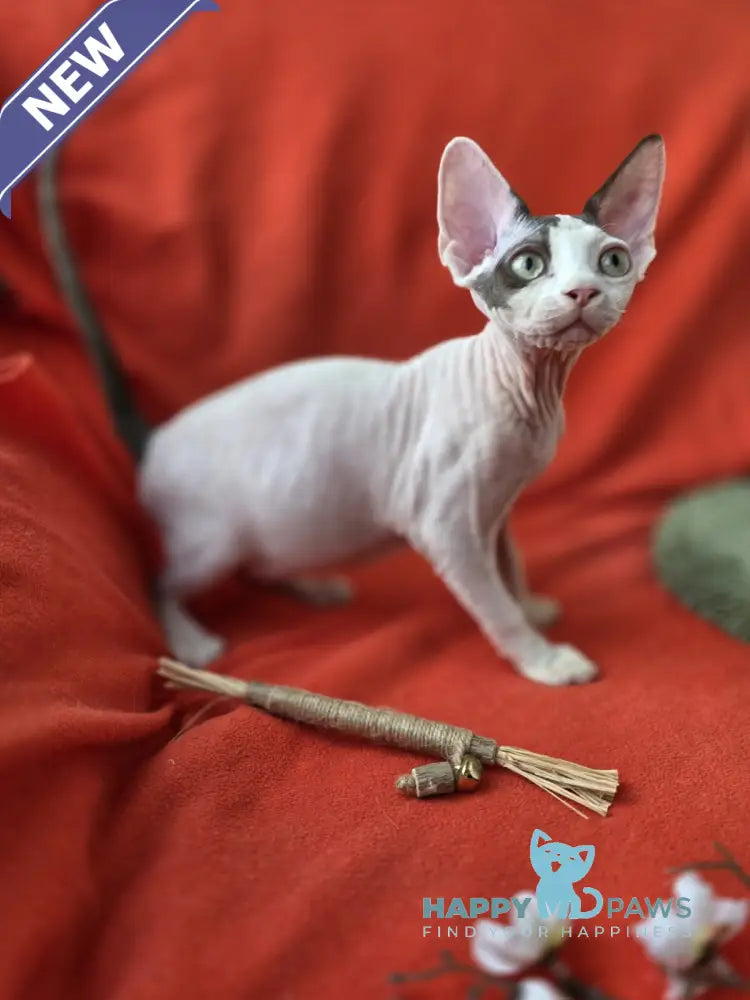 Xcaret Devon Rex male chocolate van live animals