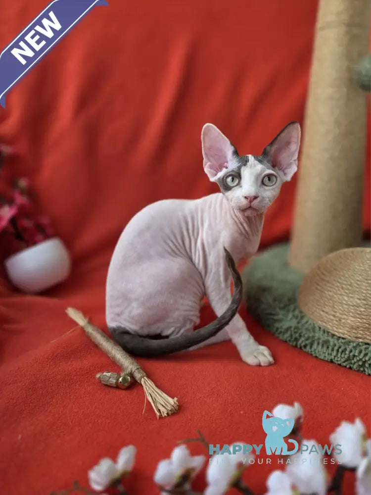 Xcaret Devon Rex male chocolate van live animals