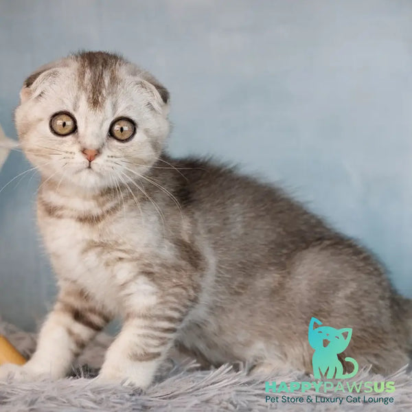 Xclusive Scottish Fold male black silver shaded - live animals