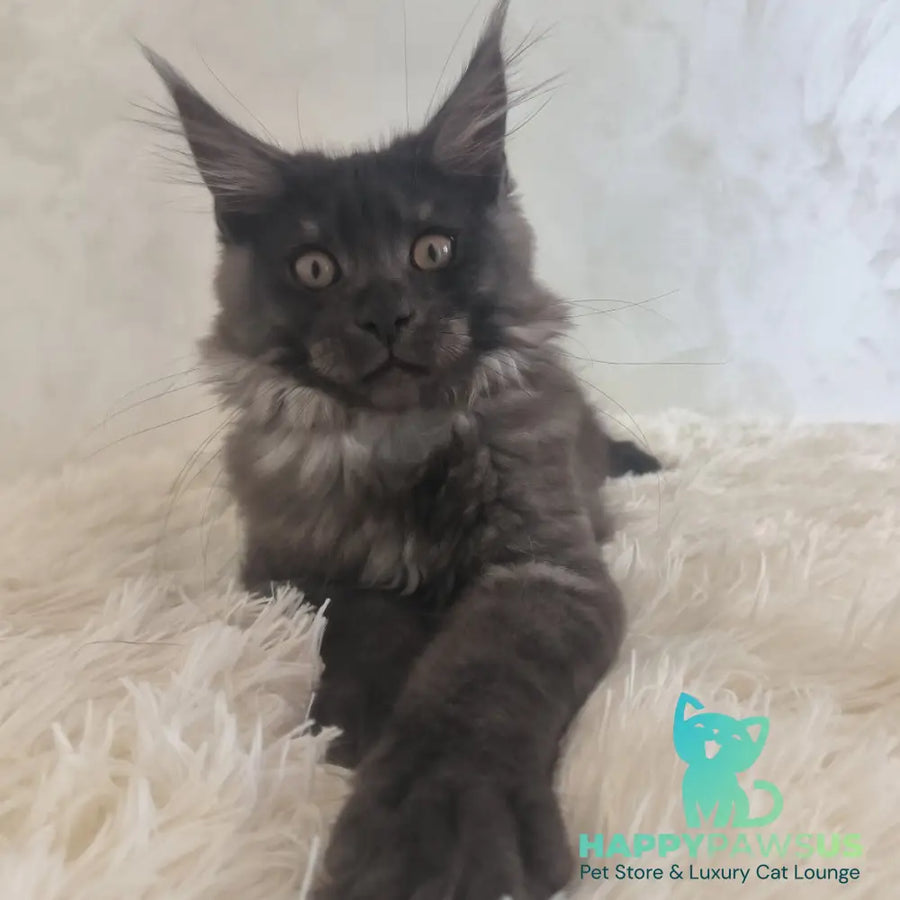 Xelius Maine Coon male black silver - live animals