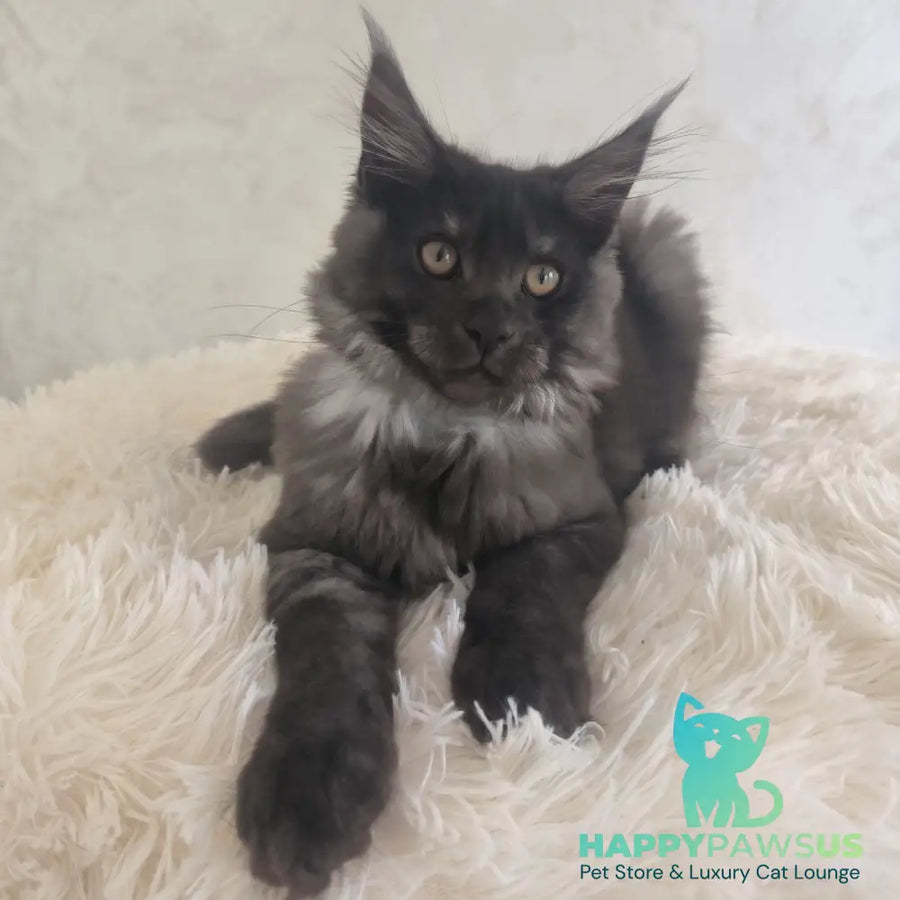 Xelius Maine Coon male black silver - live animals