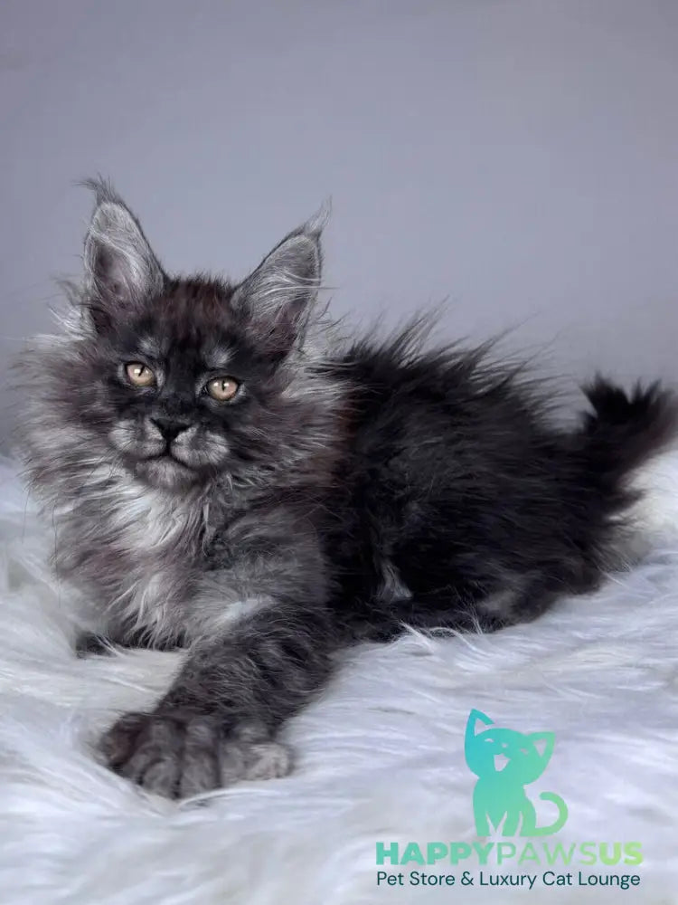 Xemfilda Maine Coon female black silver - live animals