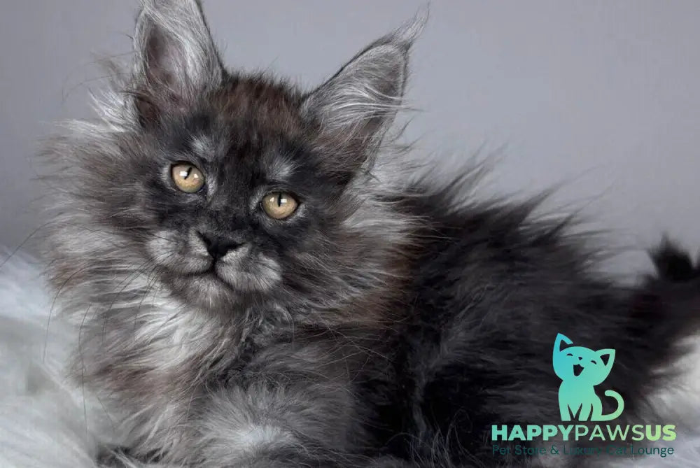 Xemfilda Maine Coon female black silver - live animals