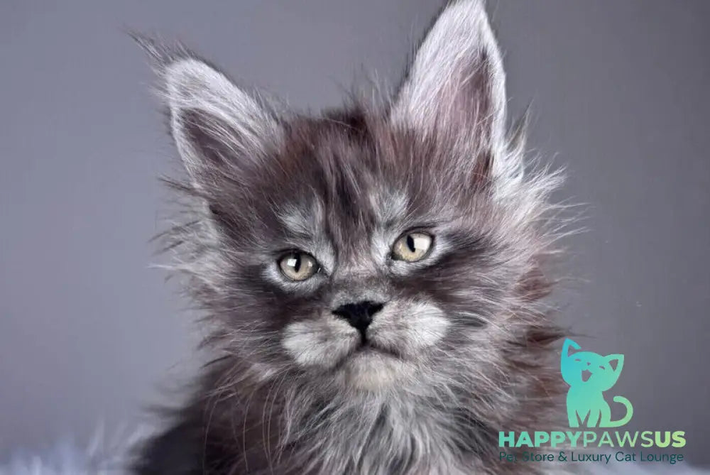 Xemfilda Maine Coon female black silver - live animals