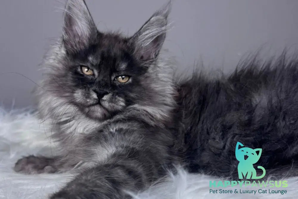 Xemfilda Maine Coon female black silver - live animals