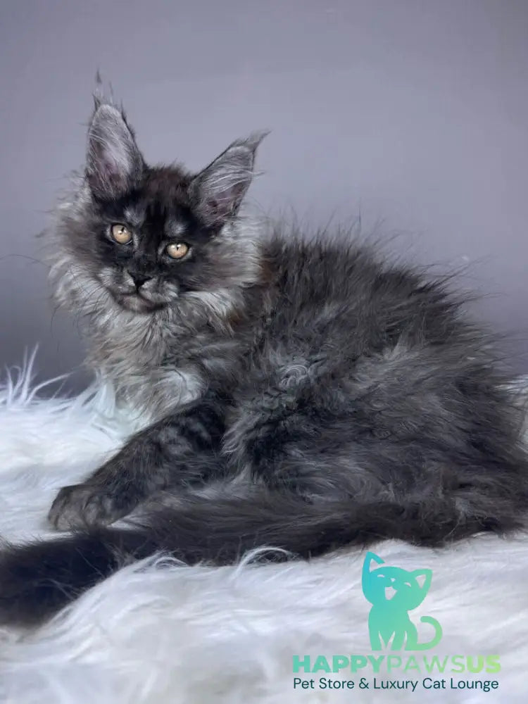 Xemfilda Maine Coon female black silver - live animals