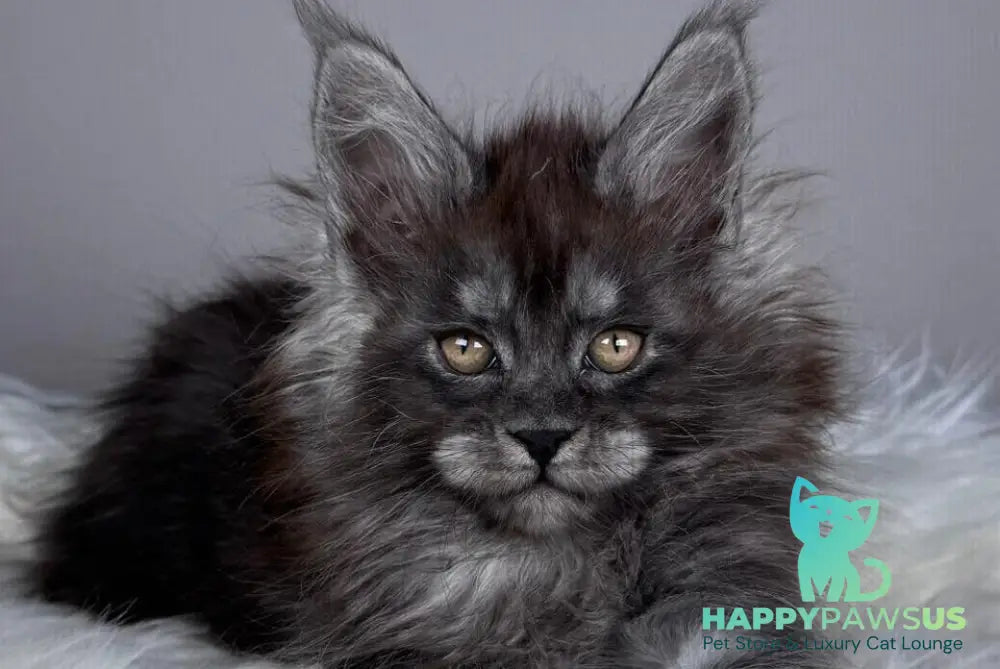 Xemfilda Maine Coon female black silver - live animals
