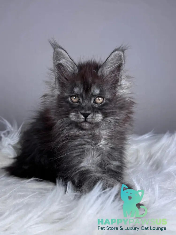 Xemfilda Maine Coon female black silver - live animals