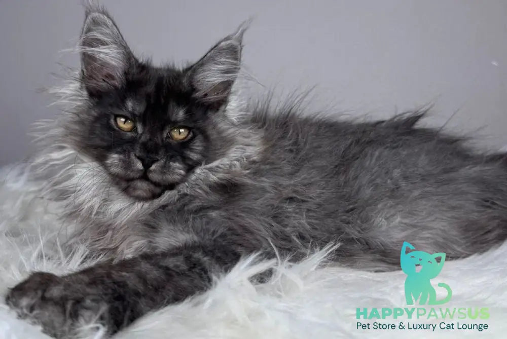 Xemfilda Maine Coon female black silver - live animals