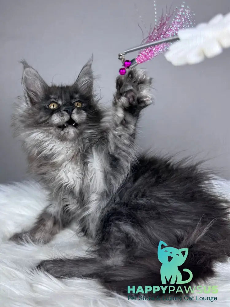 Xemfilda Maine Coon female black silver - live animals