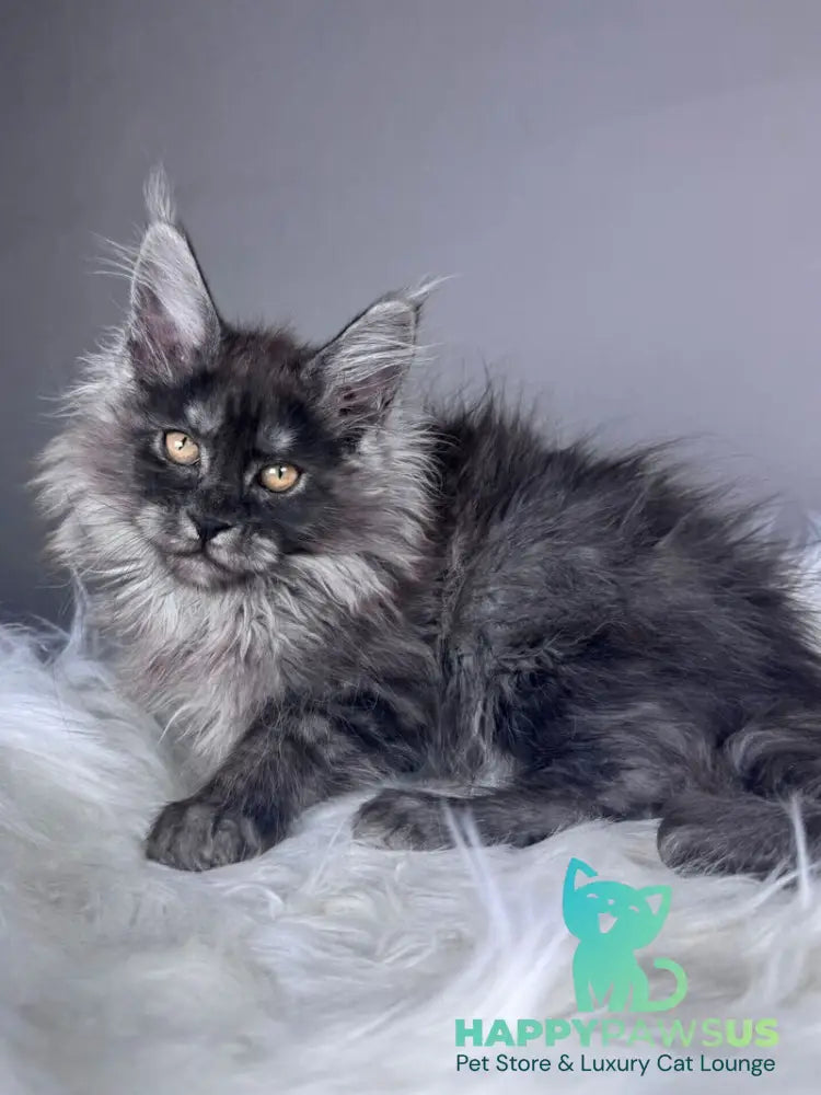 Xemfilda Maine Coon female black silver - live animals