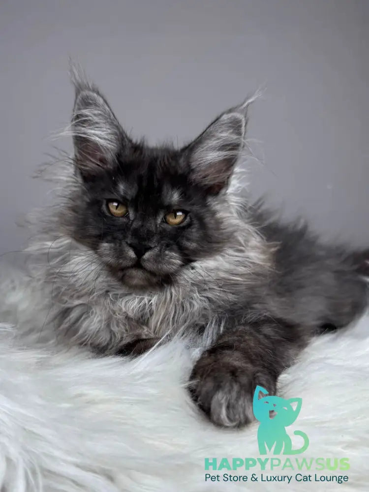 Xemfilda Maine Coon female black silver - live animals