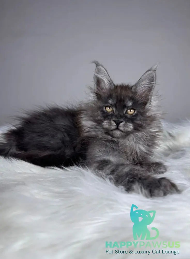 Xemfilda Maine Coon female black silver - live animals