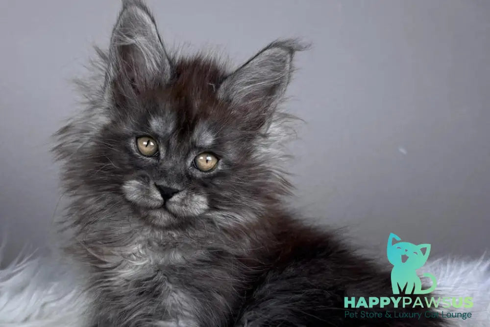 Xemfilda Maine Coon female black silver - live animals