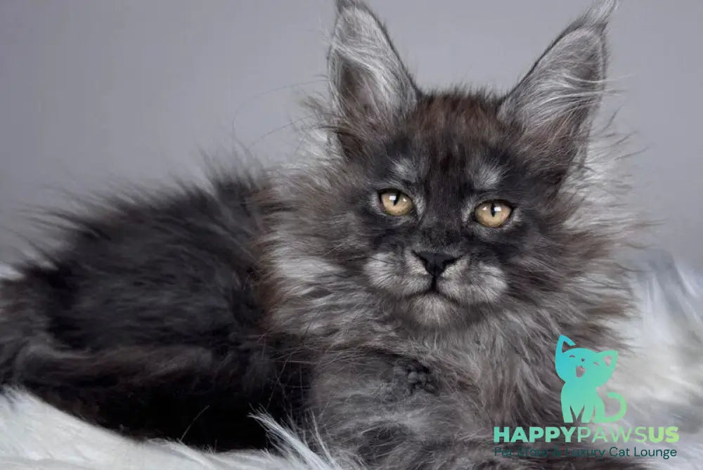 Xemfilda Maine Coon female black silver - live animals