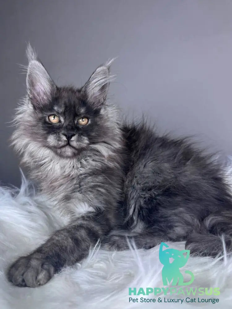 Xemfilda Maine Coon female black silver - live animals