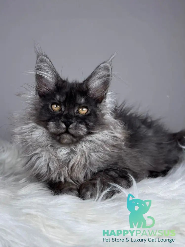 Xemfilda Maine Coon female black silver - live animals