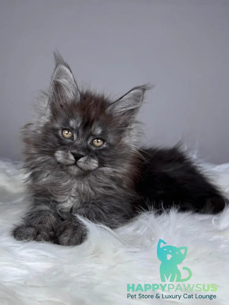 Xemfilda Maine Coon female black silver - live animals