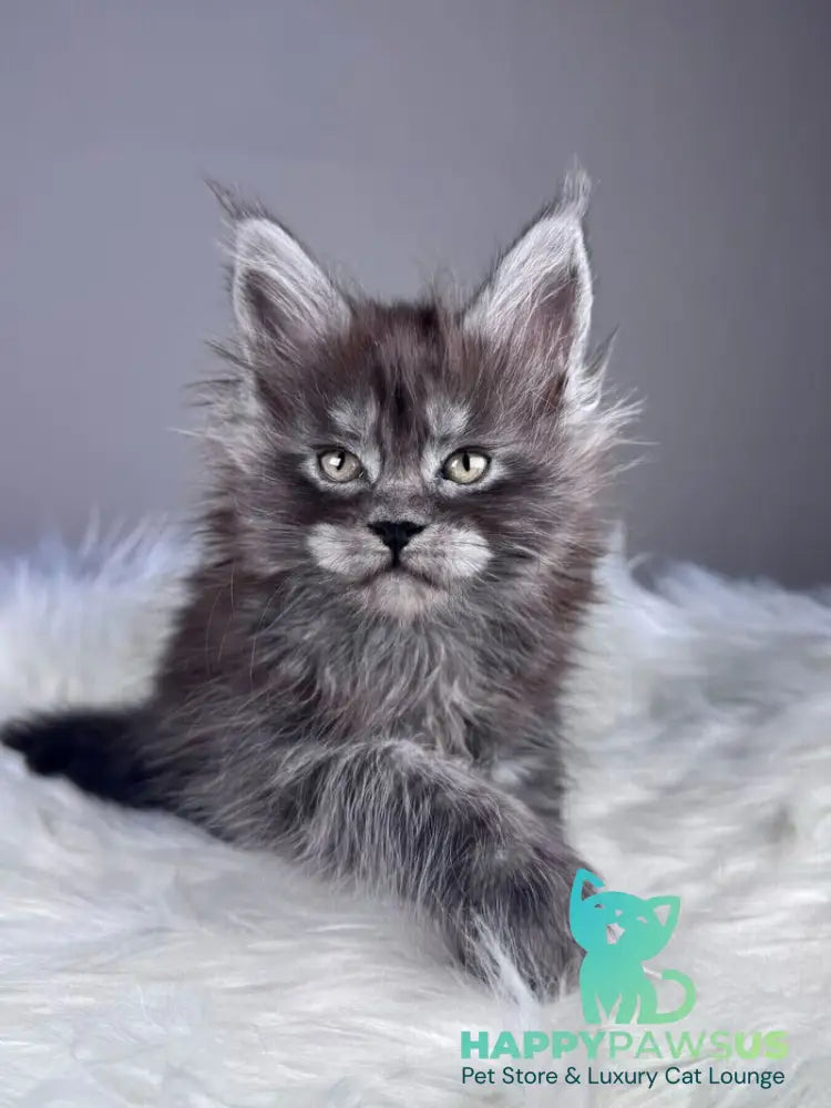 Xemfilda Maine Coon female black silver - live animals