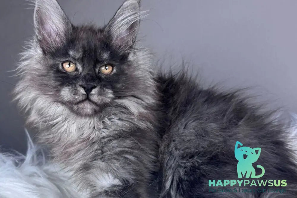 Xemfilda Maine Coon female black silver - live animals