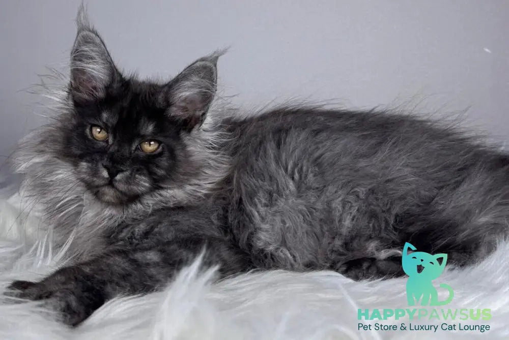 Xemfilda Maine Coon female black silver - live animals