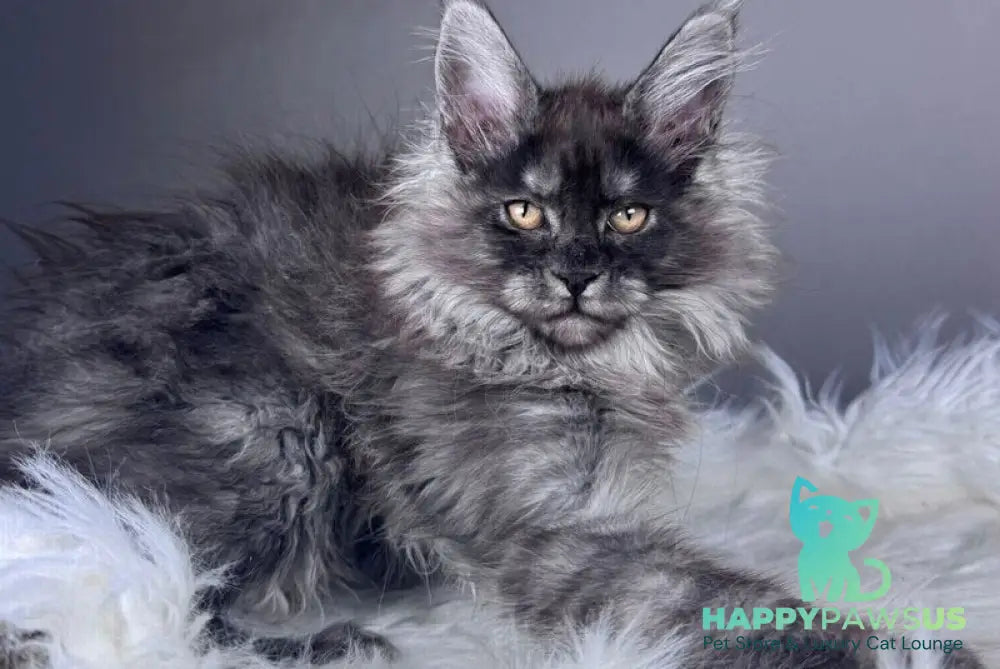Xemfilda Maine Coon female black silver - live animals