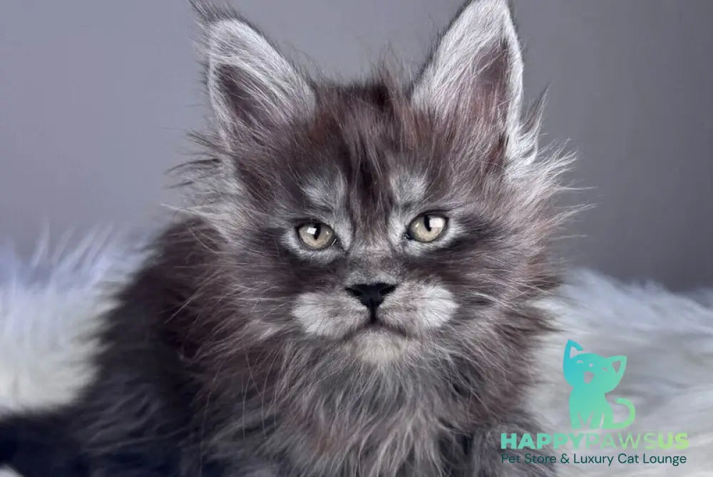 Xemfilda Maine Coon female black silver - live animals