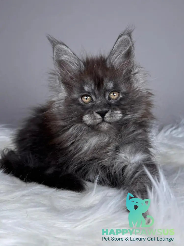 Xemfilda Maine Coon female black silver - live animals