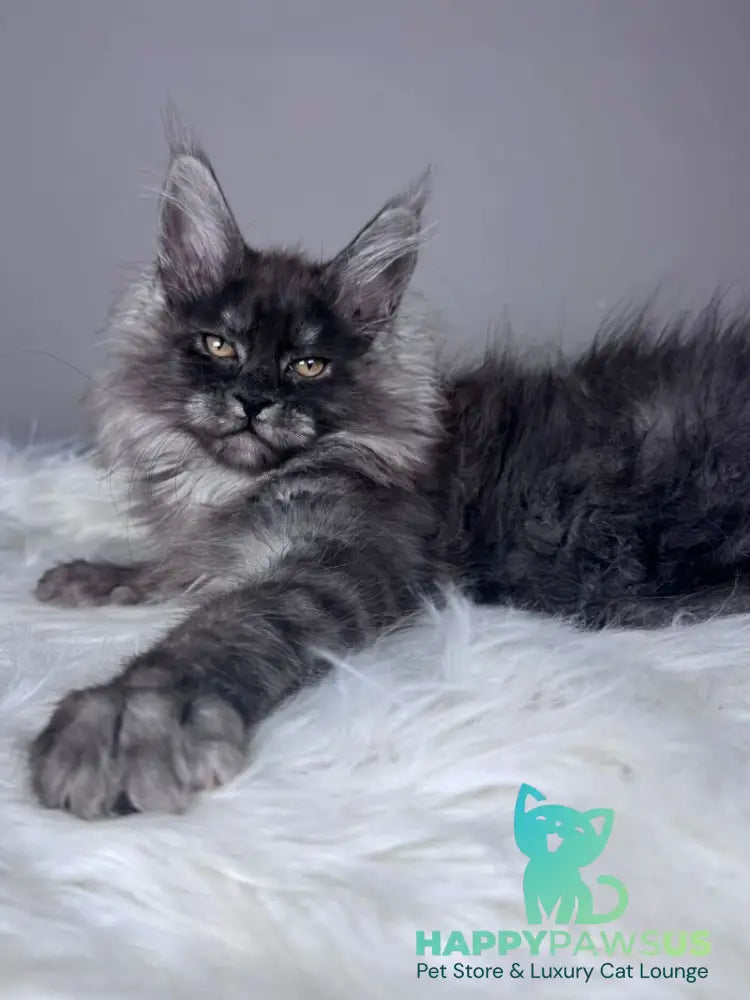 Xemfilda Maine Coon female black silver - live animals