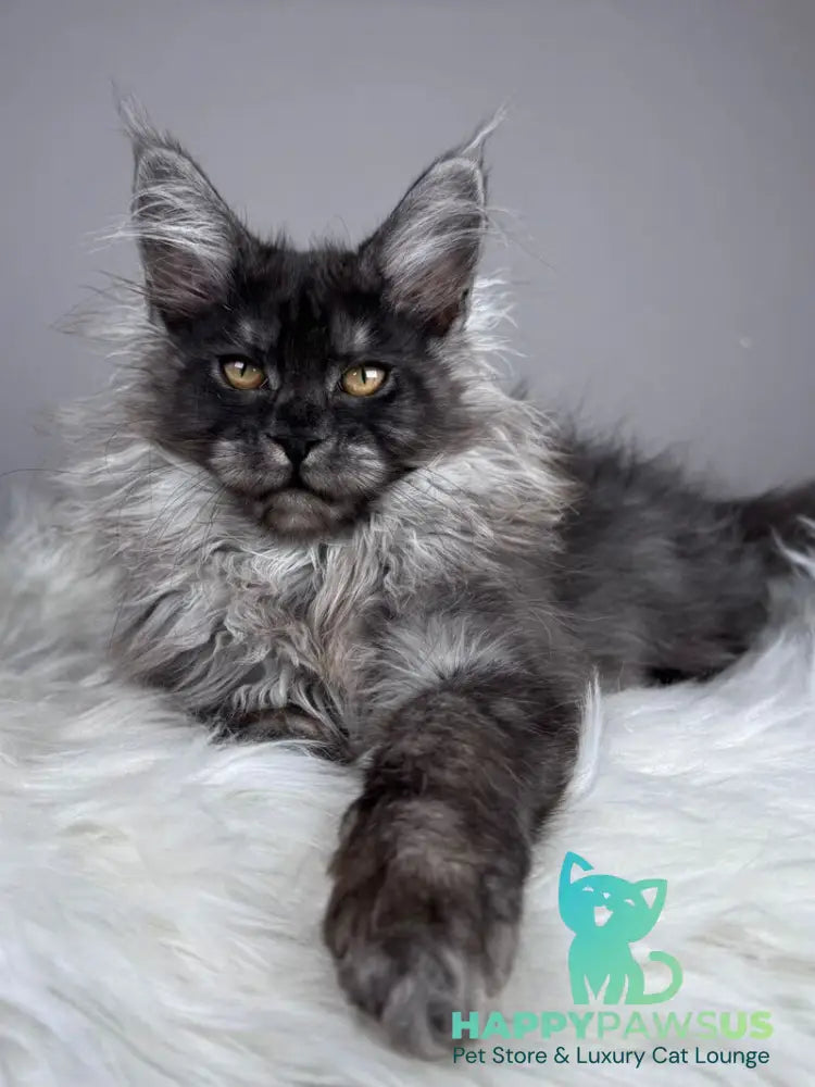 Xemfilda Maine Coon female black silver - live animals