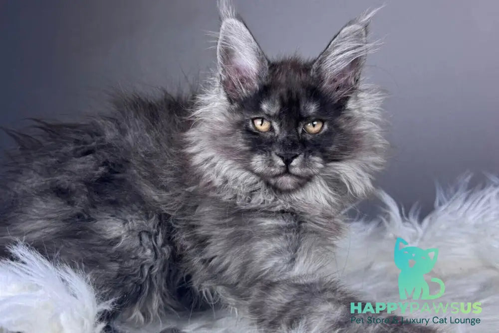 Xemfilda Maine Coon female black silver - live animals