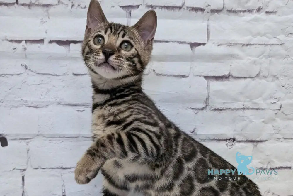 Xena Bengal female black spotted tabby - live animals