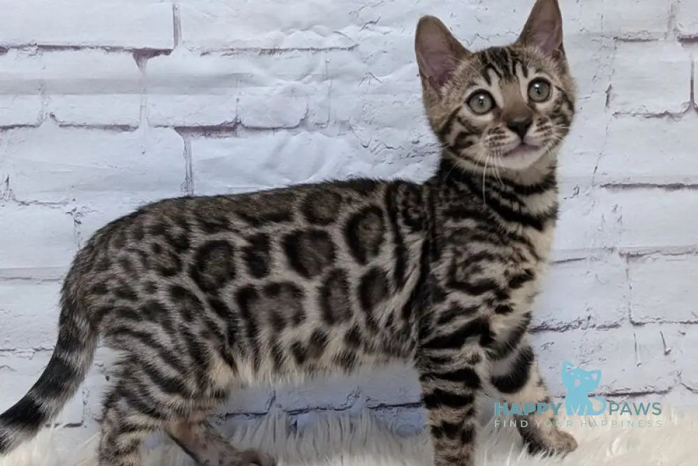 Xena Bengal female black spotted tabby - live animals