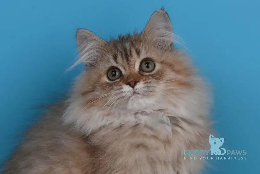 Xena British Longhair female chocolate silver shaded live animals