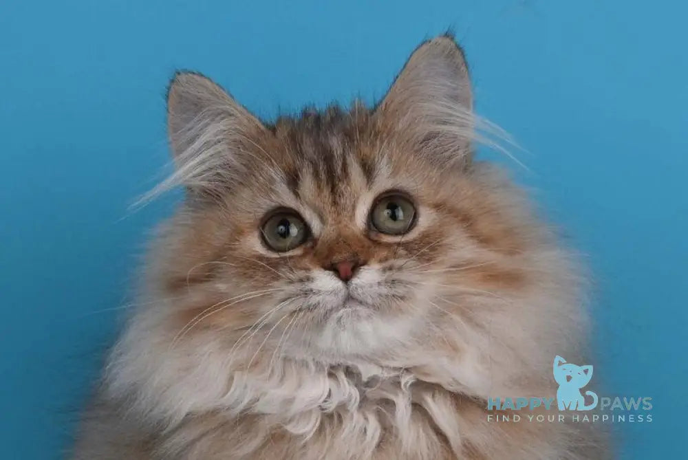 Xena British Longhair female chocolate silver shaded live animals