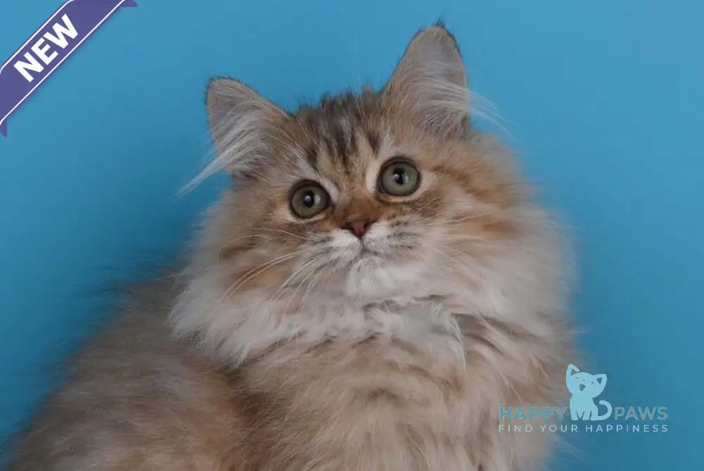 Xena British Longhair female chocolate silver shaded live animals