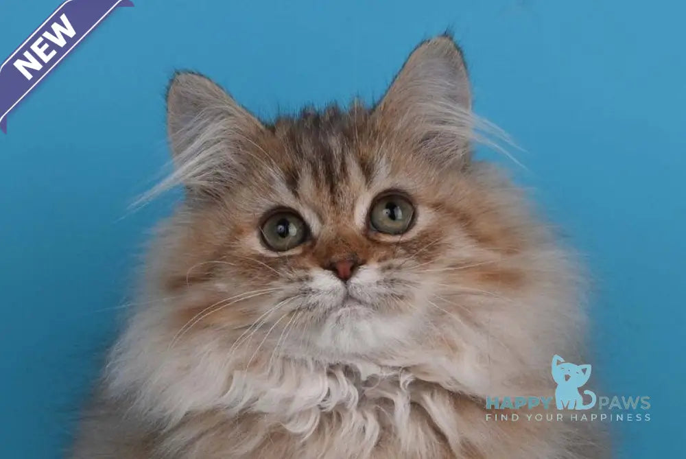 Xena British Longhair female chocolate silver shaded live animals