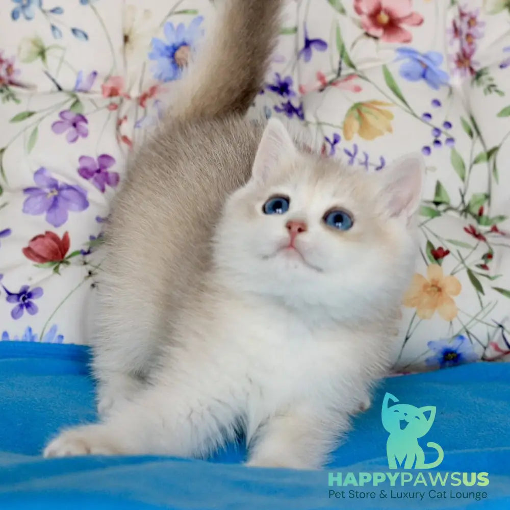 Xena British Shorthair female blue golden chinchilla - live animals
