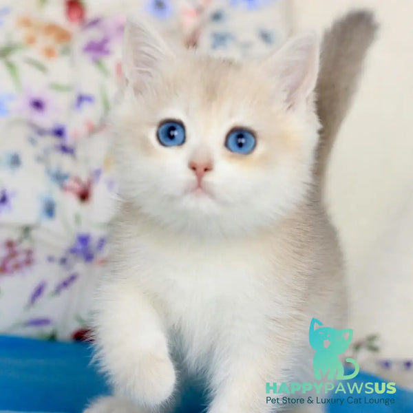 Xena British Shorthair female blue golden chinchilla - live animals