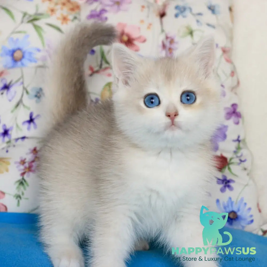 Xena British Shorthair female blue golden chinchilla - live animals