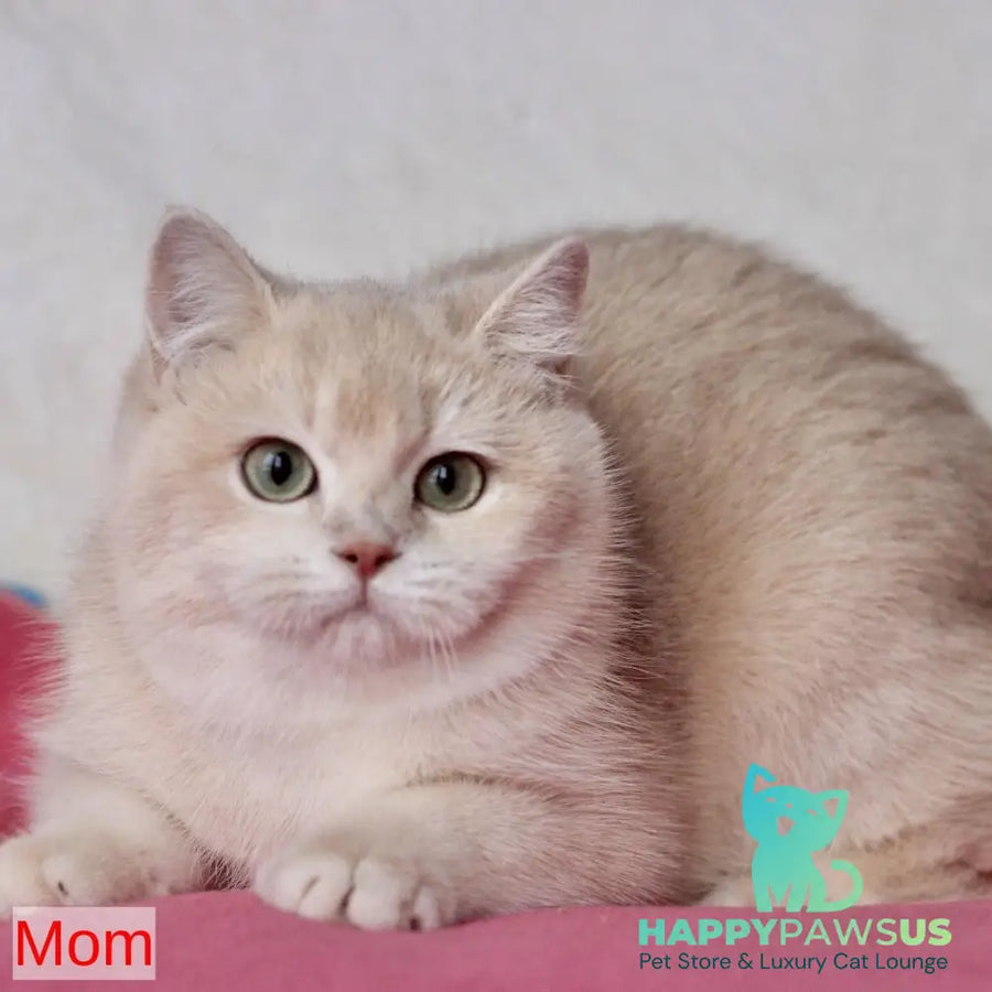 Xena British Shorthair female blue golden chinchilla - live animals