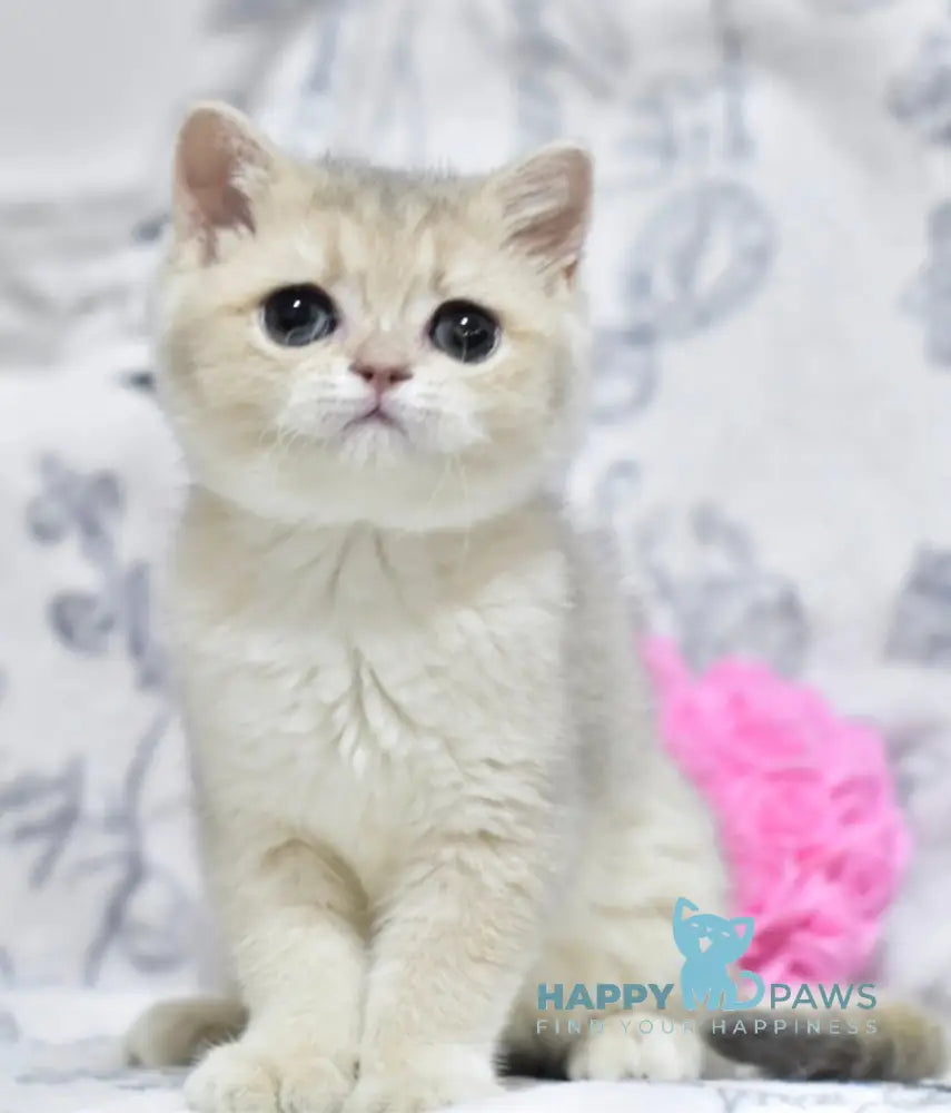 Xena British Shorthair female blue golden shaded live animals